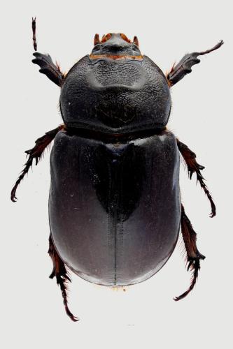 Oryctes nasicornis
